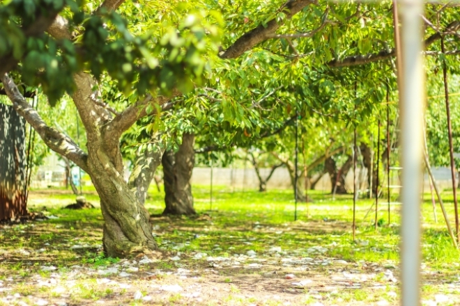 収穫予定の農作物が盗まれた…専門家が提供する調査と対策|農家の探偵利用事例