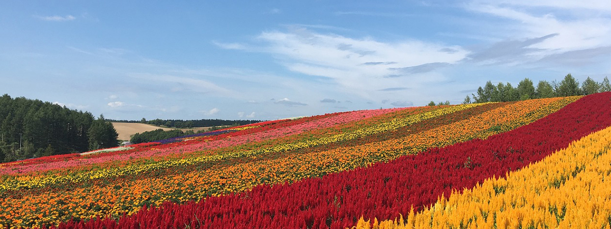 北海道の案内ページの画像