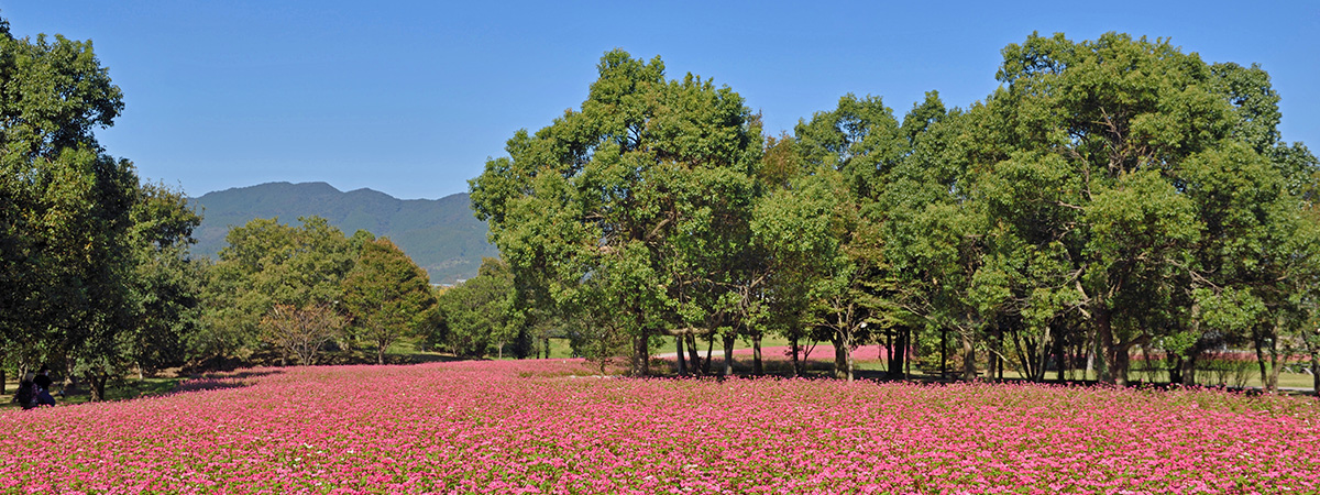佐賀県の案内ページの画像
