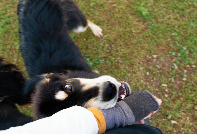 「うちの犬が噛んだ」と突然訴えられた…｜40代女性からの調査相談