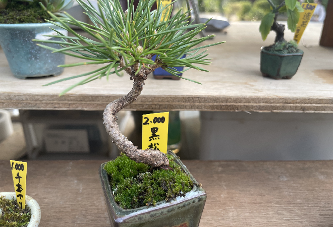 突然、盆栽が消えた…|60代男性からの調査相談