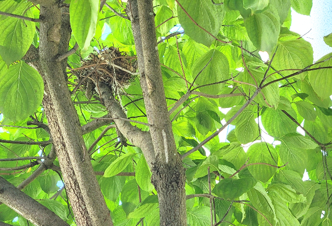 知らぬ間に野鳥の巣が伐採されていた…｜40代女性からの調査相談
