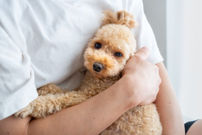 犬同士のトラブルで愛犬が怪我…治療費と謝罪を求めたい|40代女性からの調査相談