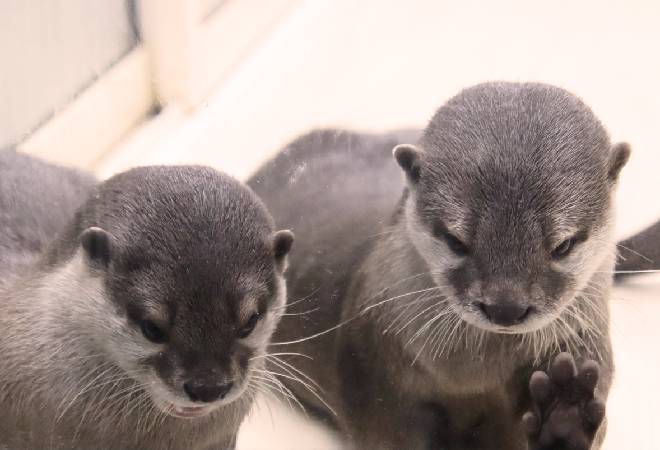 カワウソカフェで衰弱したカワウソを目撃…｜20代女性からの調査相談。