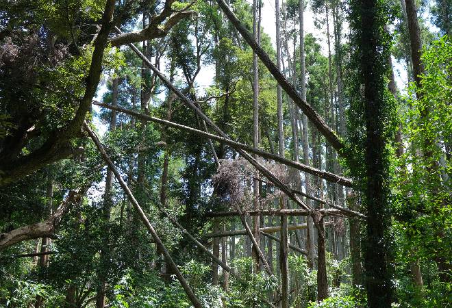 山林の所有者が分からず施業が進められない…｜林業事業者からの調査相談