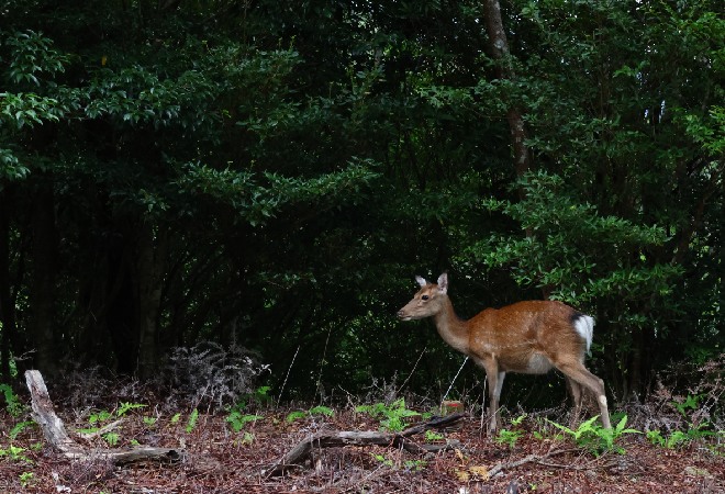 森を歩く野生動物の画像。