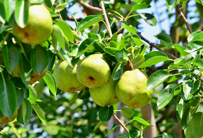 木になっている洋ナシの画像。