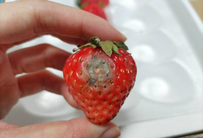 傷んだイチゴ。