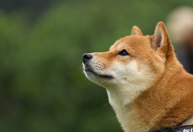 寂しそうな柴犬の横顔。
